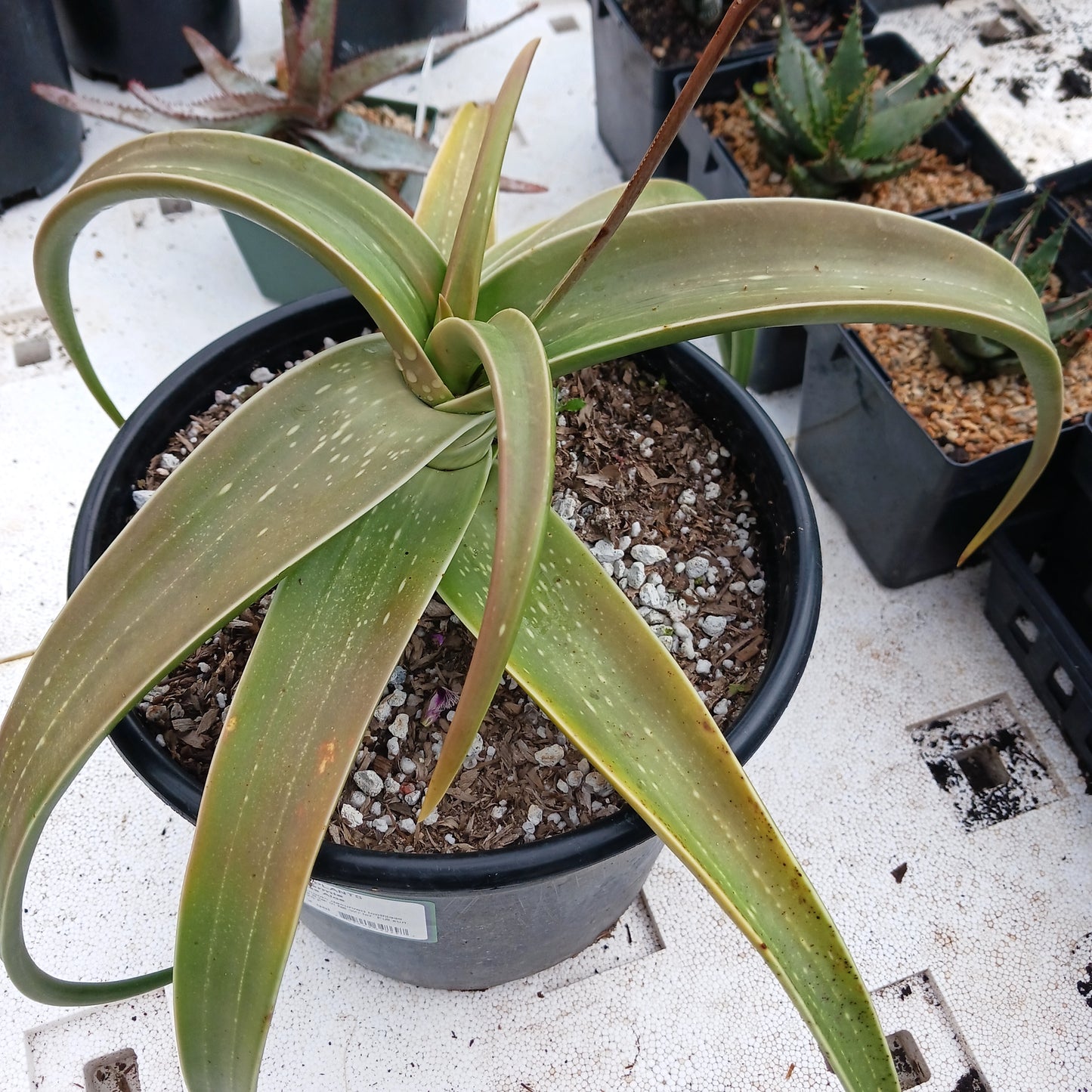top view of Aloe inermis in a 2ga nursery pot