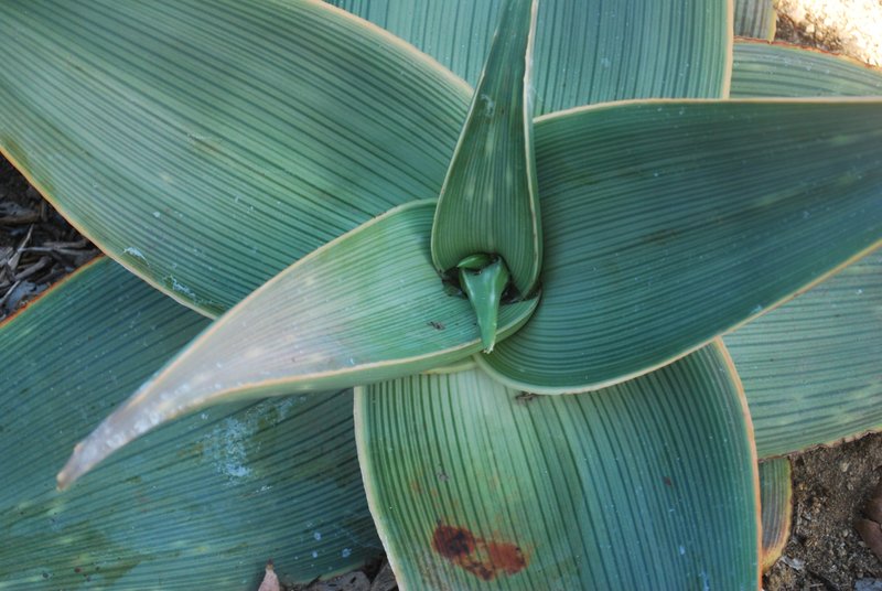 Aloe striata subsp. karasbergensis