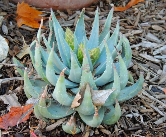 Aloe krapohliana