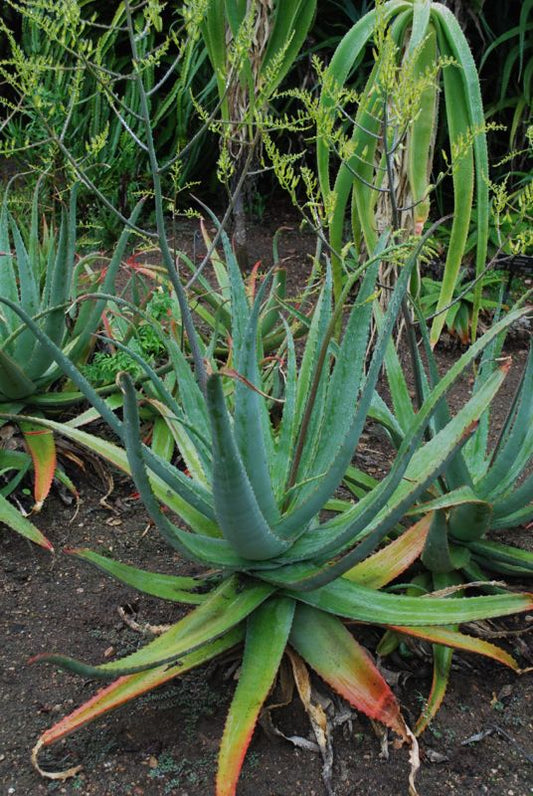 Aloe labworana