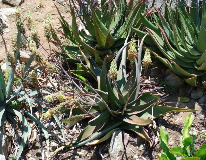 Aloe lavranosii