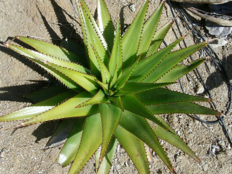 Aloe lineata var. muirii