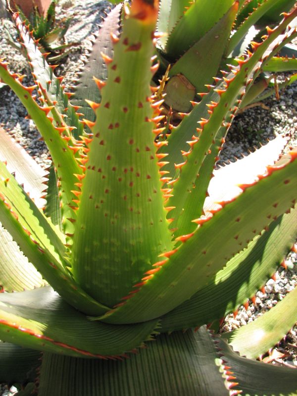 Aloe lineata var. muirii