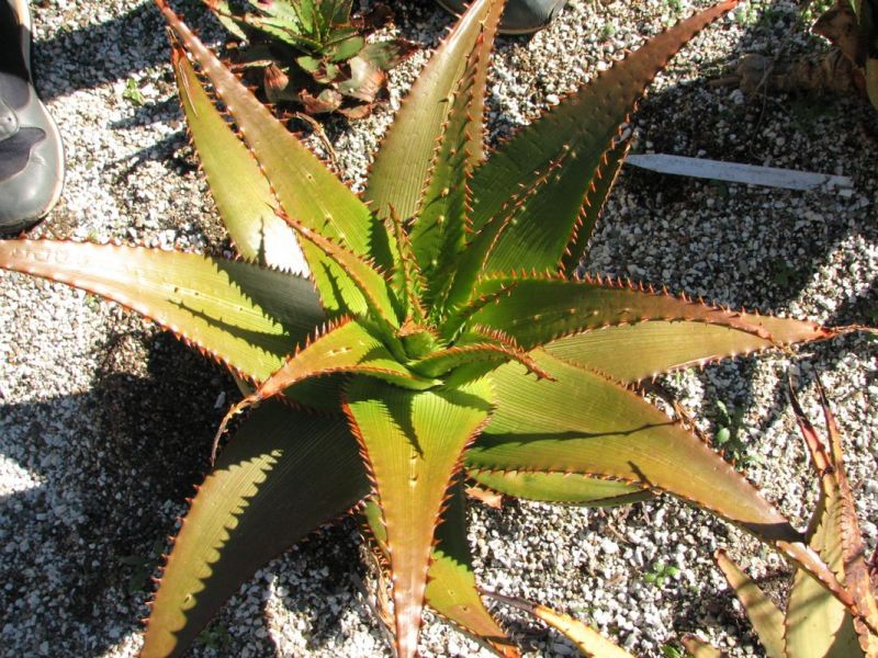 Aloe lineata var. muirii