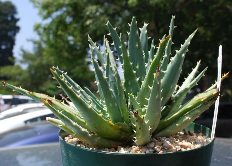 Aloe longistyla