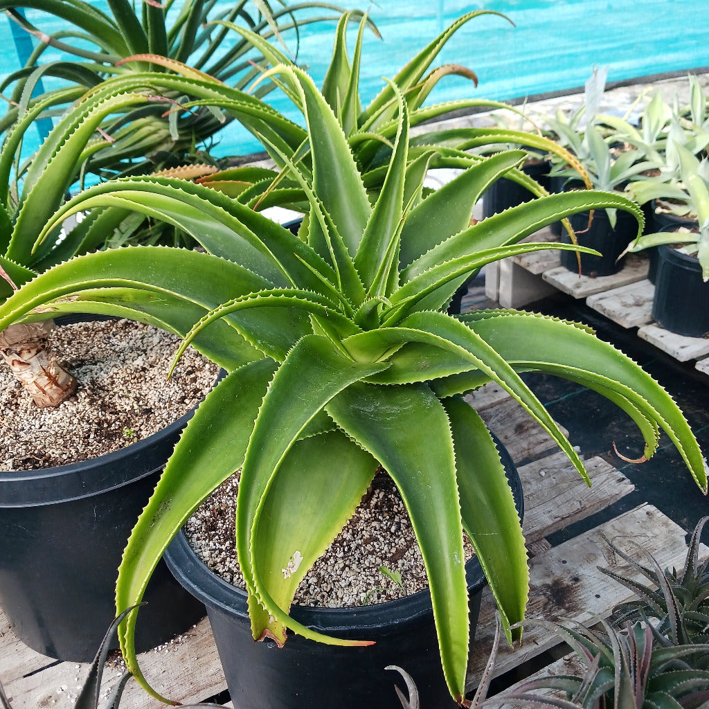 Aloe lukeana