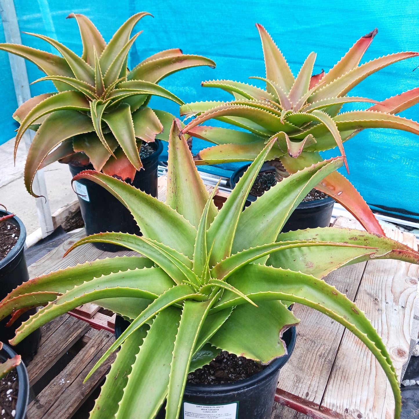 several Aloe lukeana in 5ga nursery pots