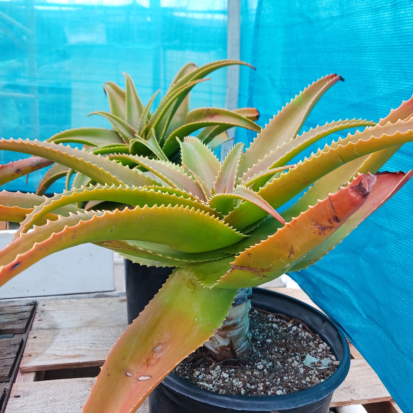 side view of Aloe lukeana