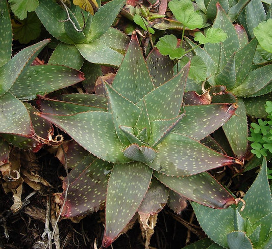 Aloe maculata