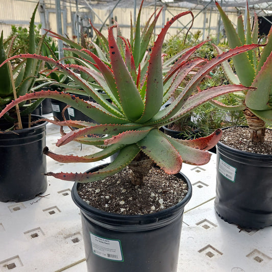 Aloe "Malibu Peach" - 5ga