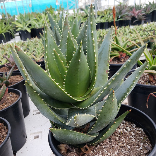 Aloe mitriformis in 3ga nursery pot