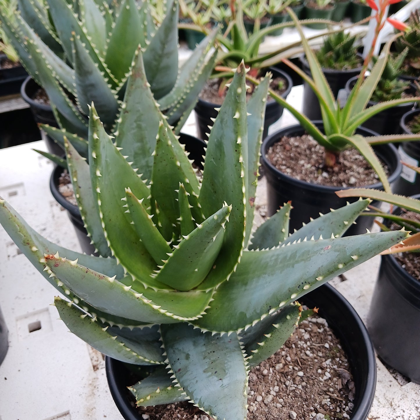 Aloe mitriformis in 3ga nursery pot