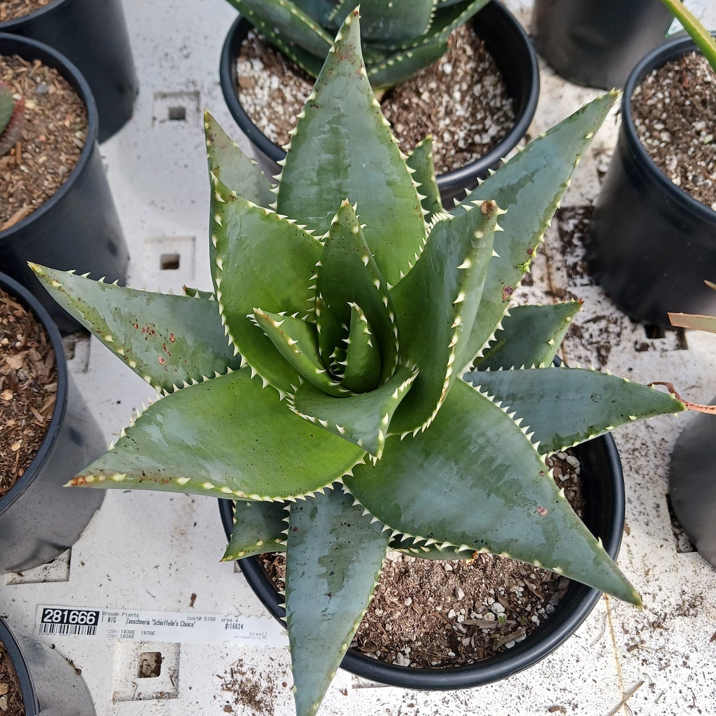 top view of Aloe mitriformis in 3ga nursery pot