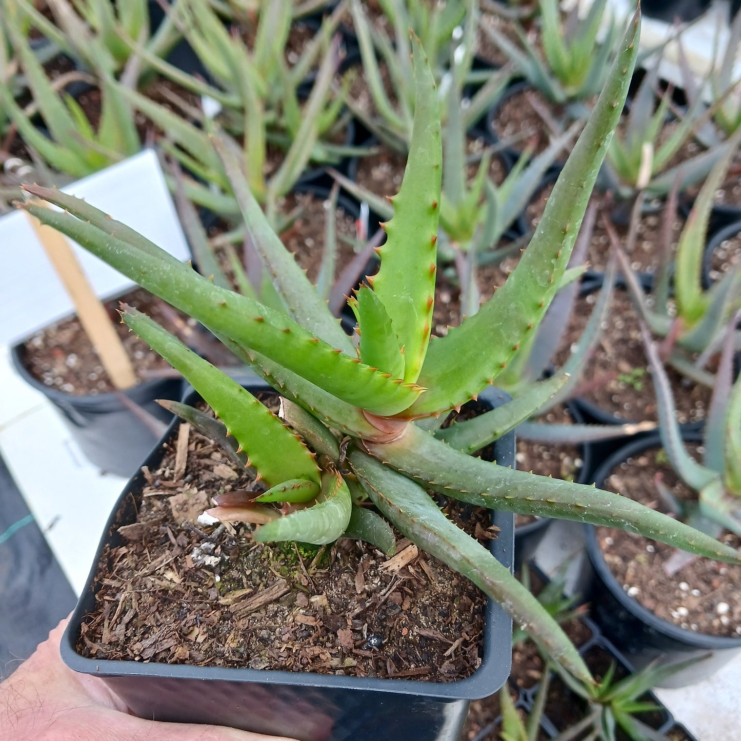 Aloe "Moonglow" in 4in pot