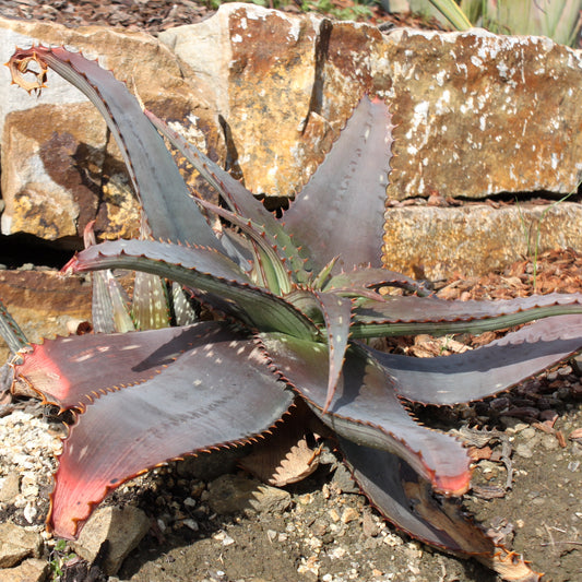 Aloe mudenensis growing on a dry hillside