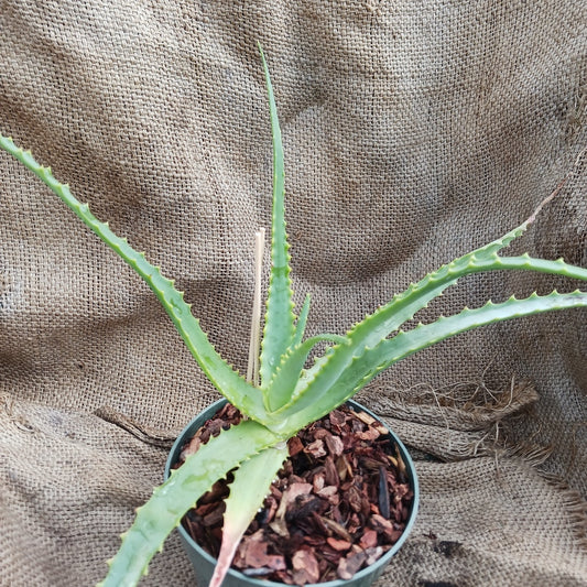 Aloe mutabilis in a 1ga container