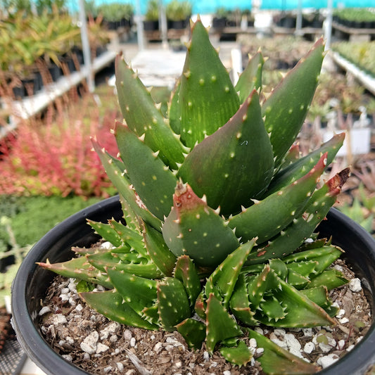 Aloe nobilis in 1ga pot