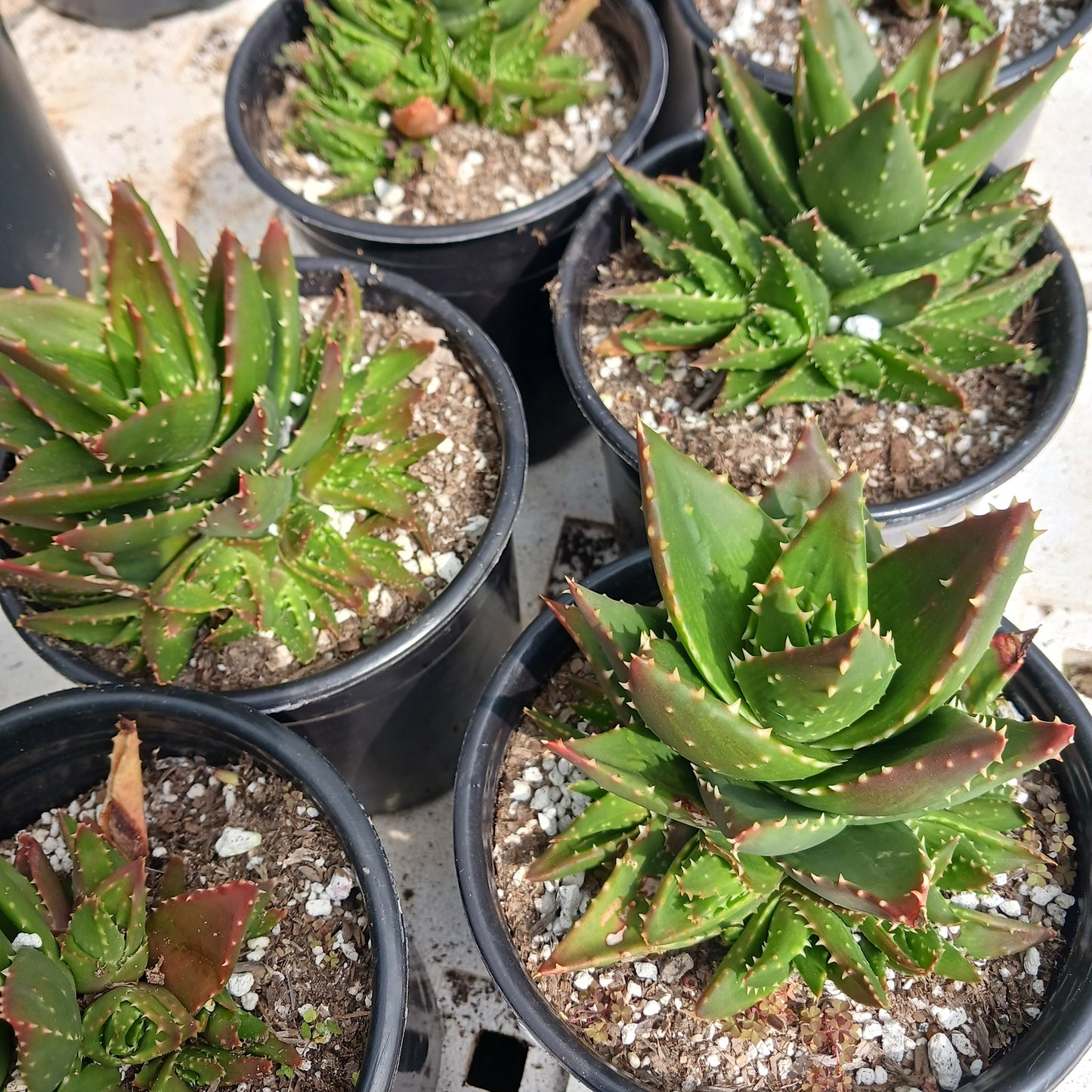 several Aloe nobilis in 1ga nursery pots
