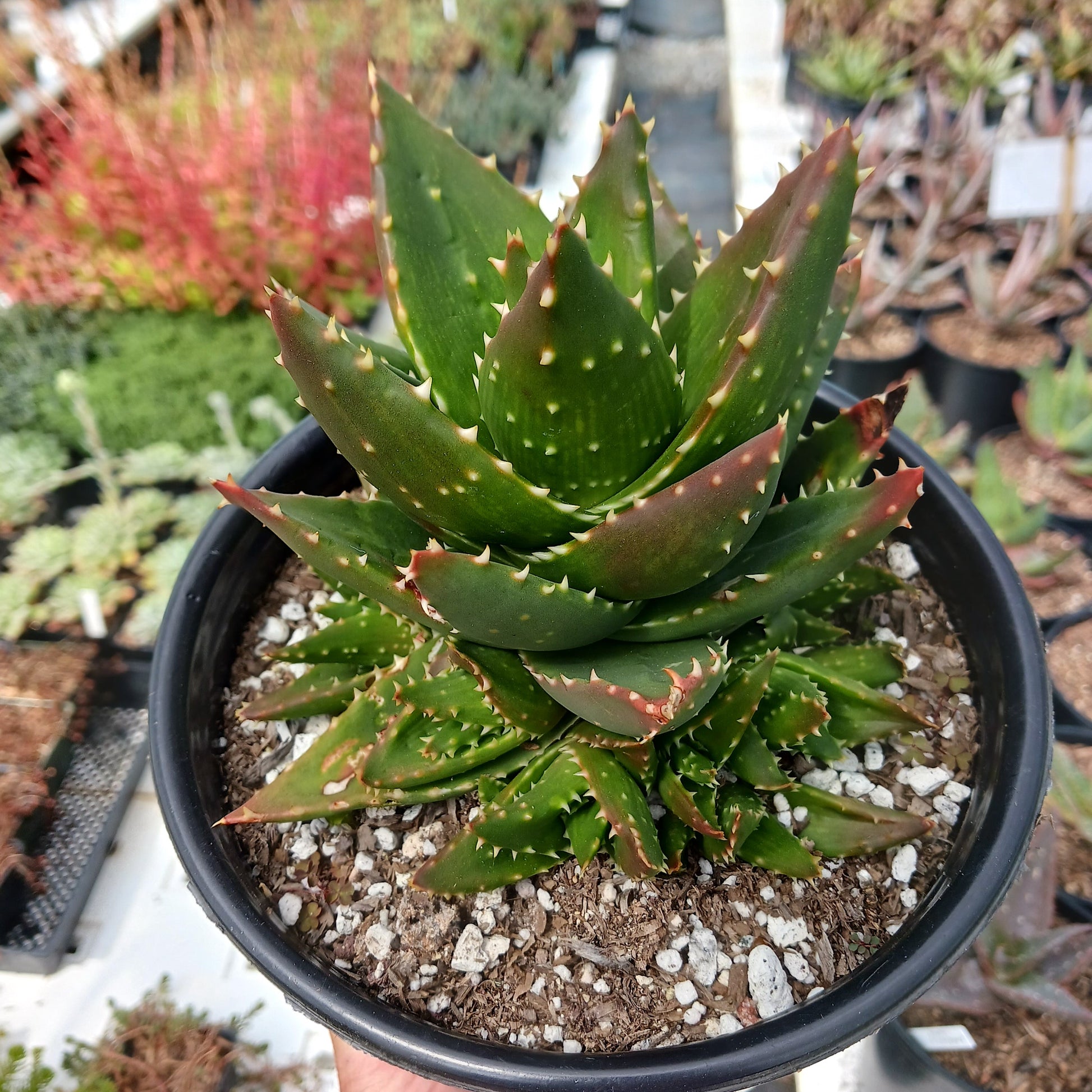 Aloe nobilis in 1ga pot