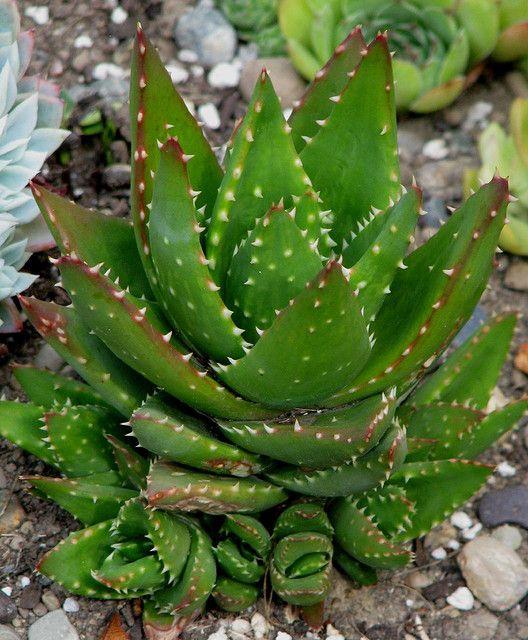 Aloe nobilis