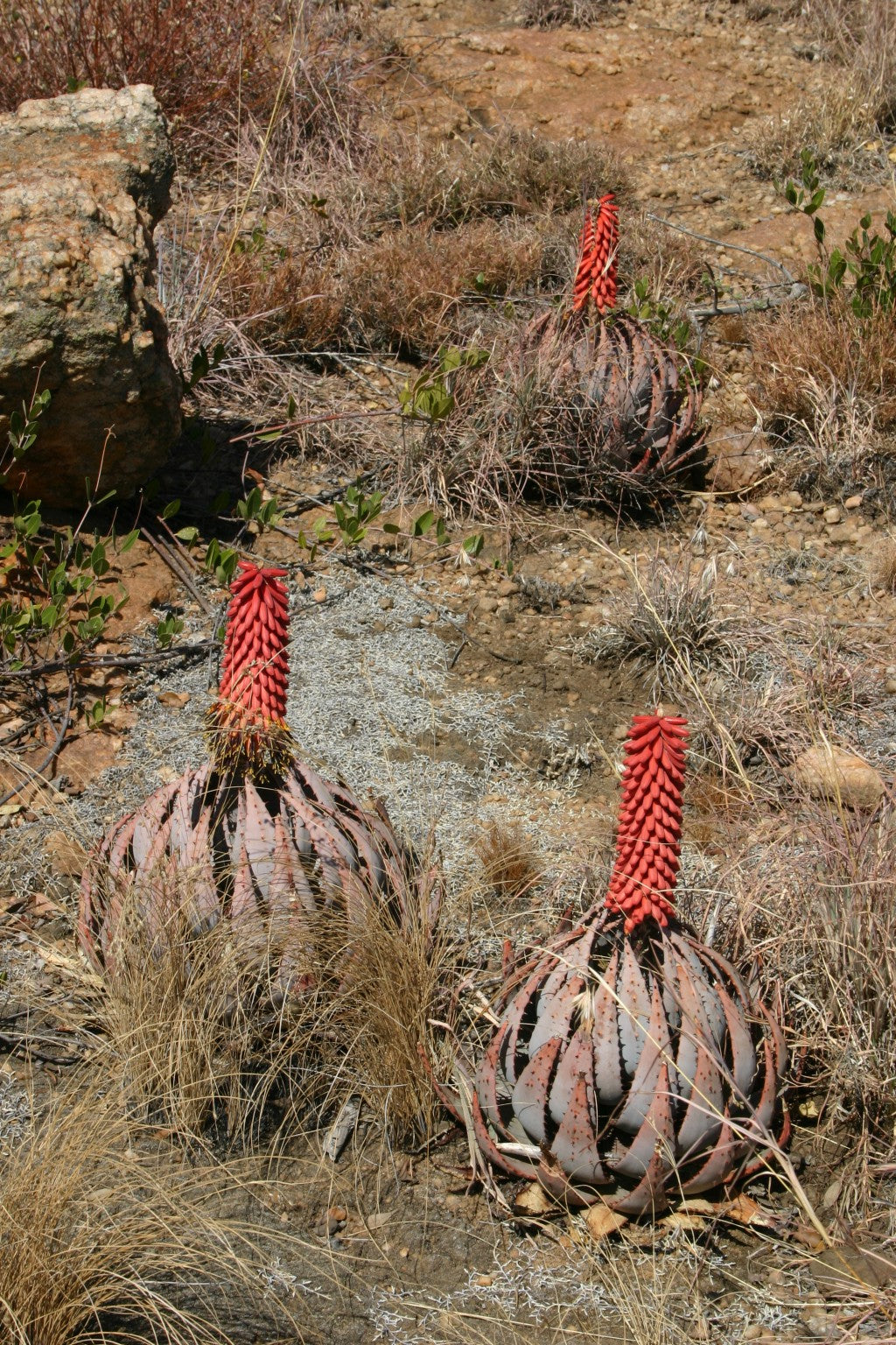 several Aloe peglerae blooming in wild