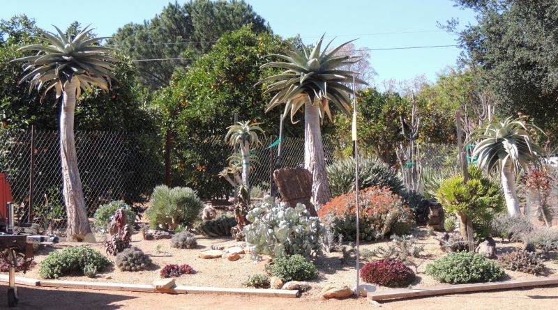 mature Aloe pillansii in garden