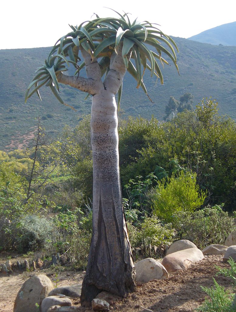 Aloe pillansii mature specimen in native habitat