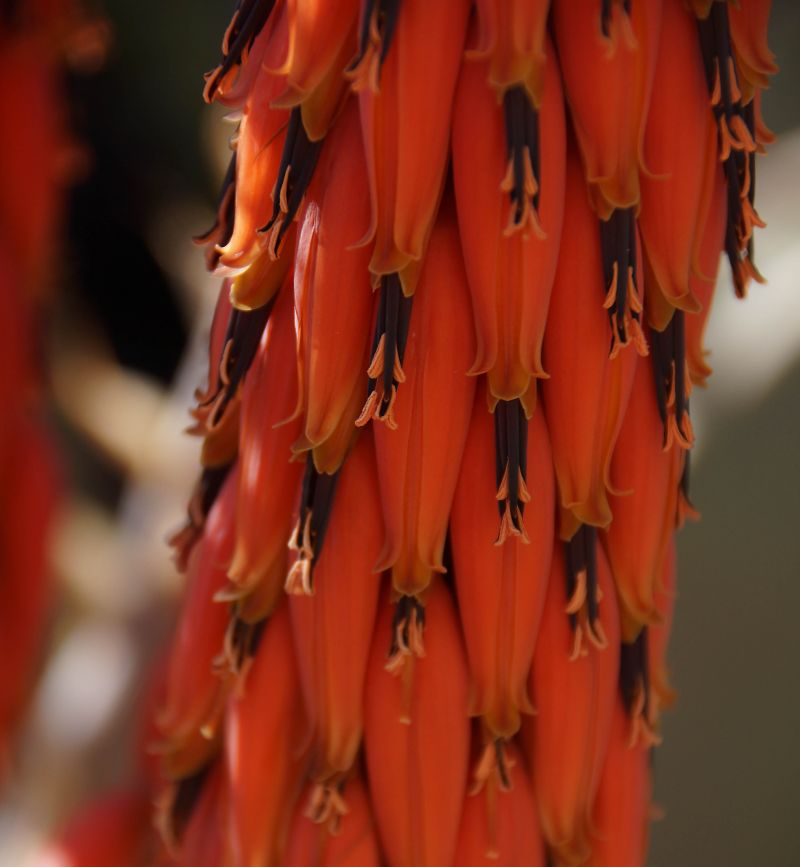 Aloe pseudorubroviolacea flower close up