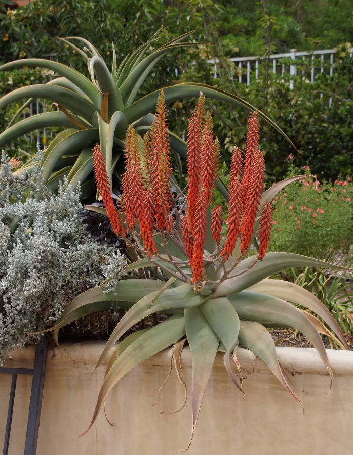 Aloe pseudorubroviolacea in bloom