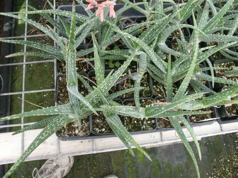 Aloe pseudorubroviolacea young plants