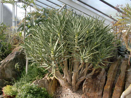 Aloe ramosissima