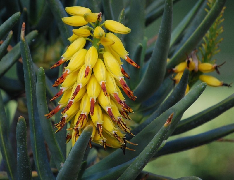Aloe ramosissima blooming yellow flower