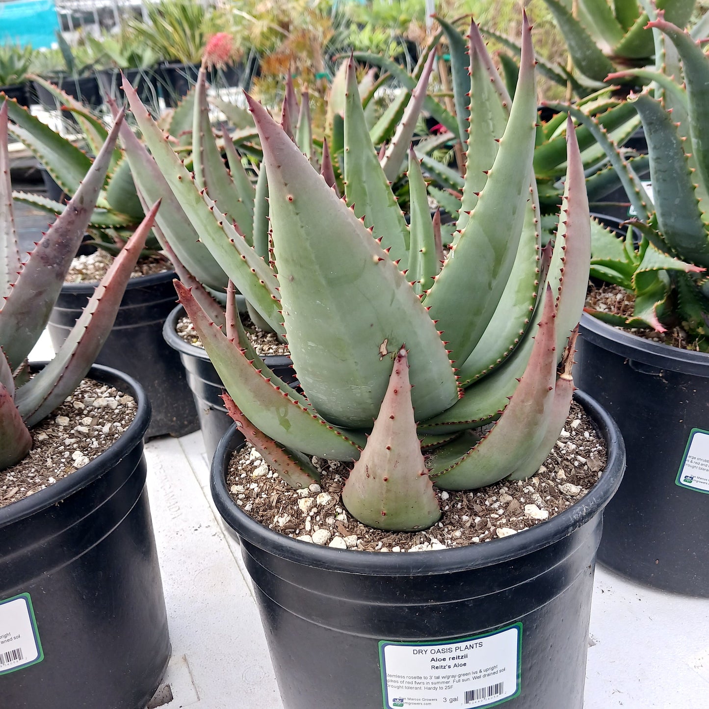 Aloe reitzii in a 3ga nursery pot