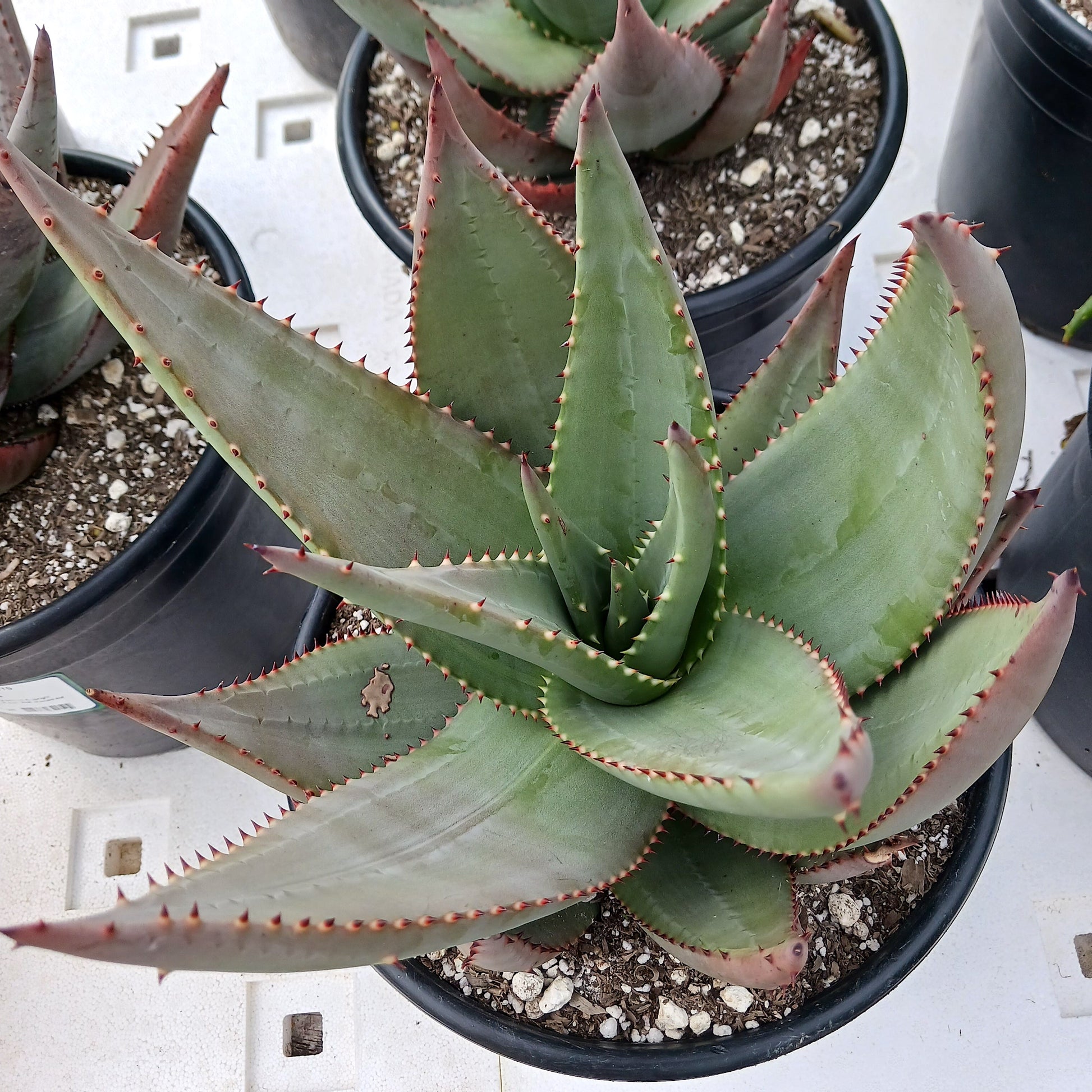 top view of Aloe reitzii in a 3ga nursery pot