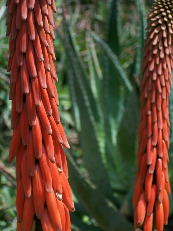 Aloe reitzii flower close up