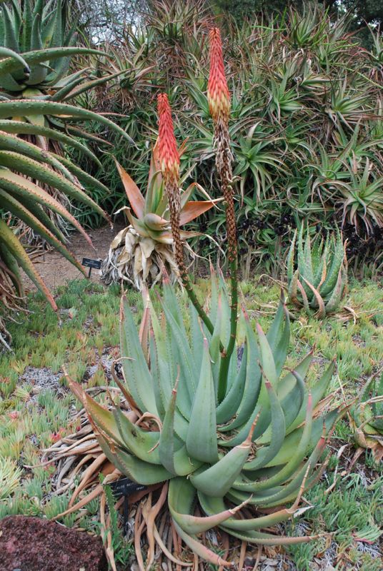 Aloe reitzii