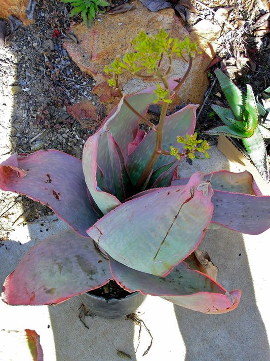 Aloe reynoldsii in bloom