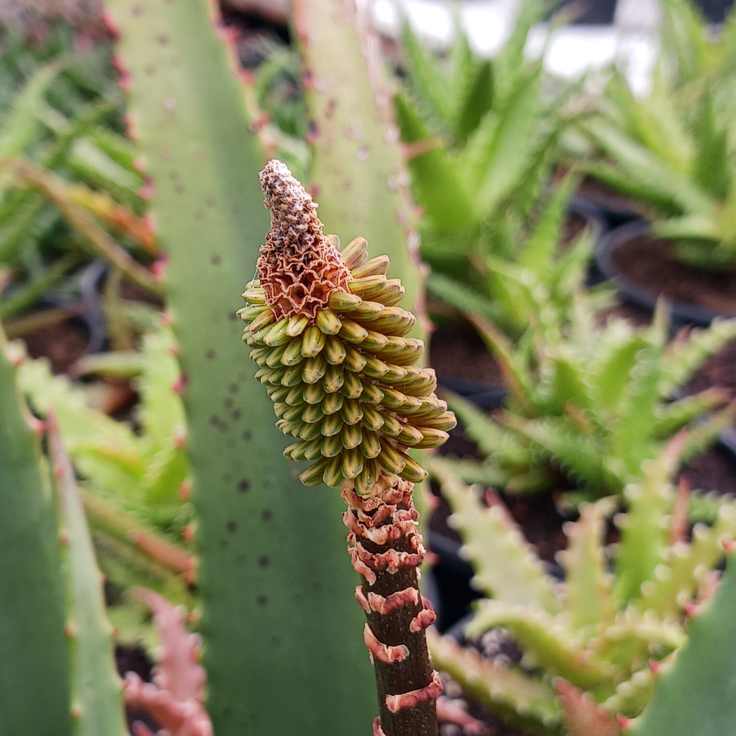 Aloe rupestris flower bud close up