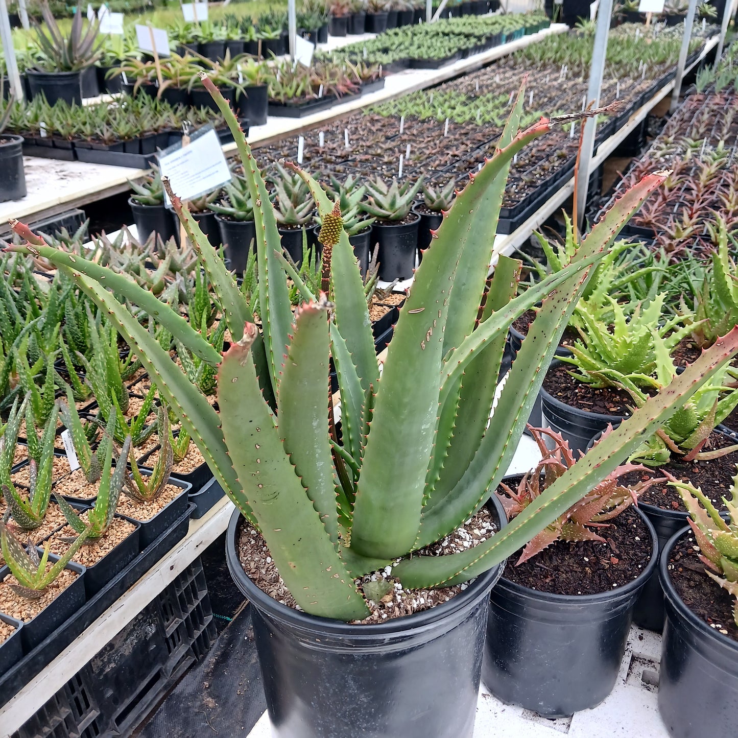 Aloe rupestris in 5ga nursery pot
