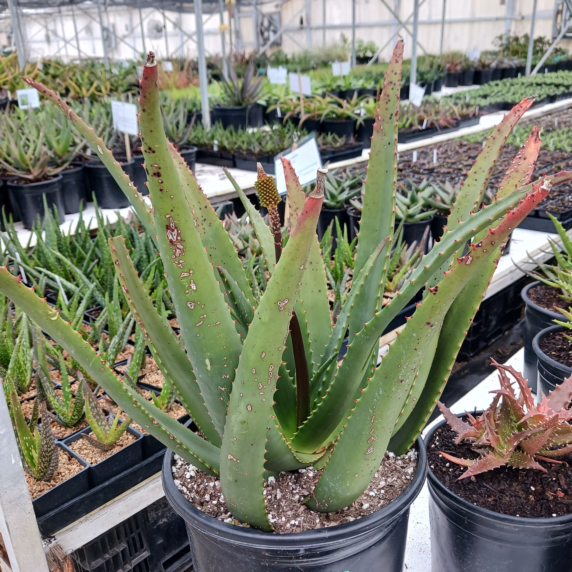 Aloe rupestris in 5ga nursery pot