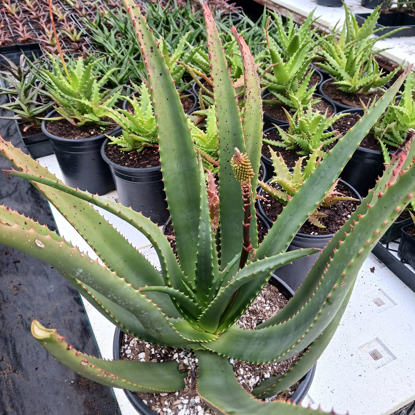 Aloe rupestris in 5ga nursery pot with small flower bud