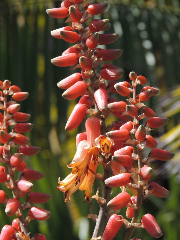 Aloe sabaea flowers close up