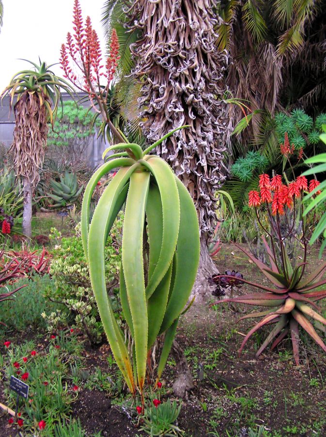 Aloe sabaea