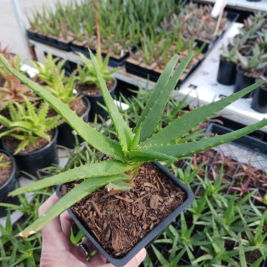 Aloe Safari Orange - 4in