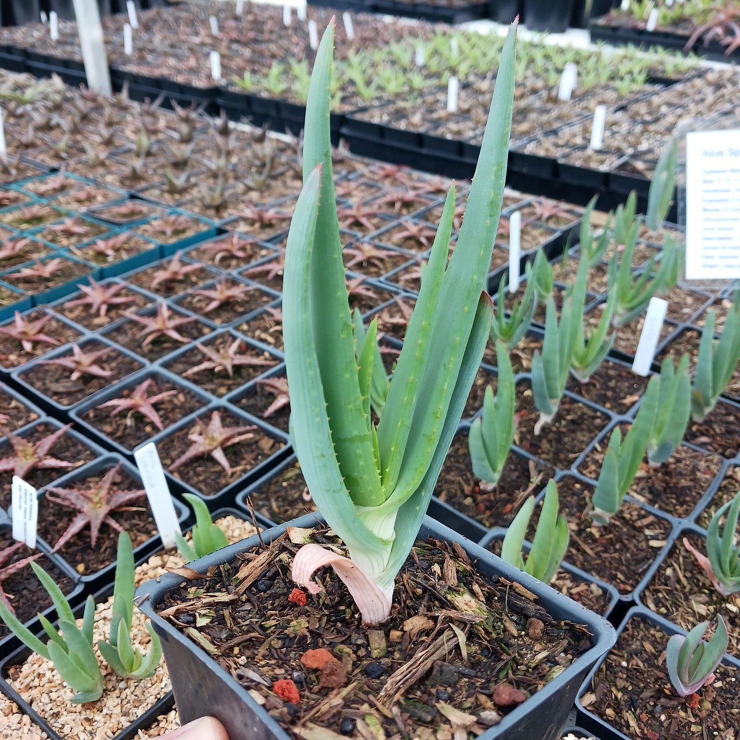 Aloe speciosa - 4in