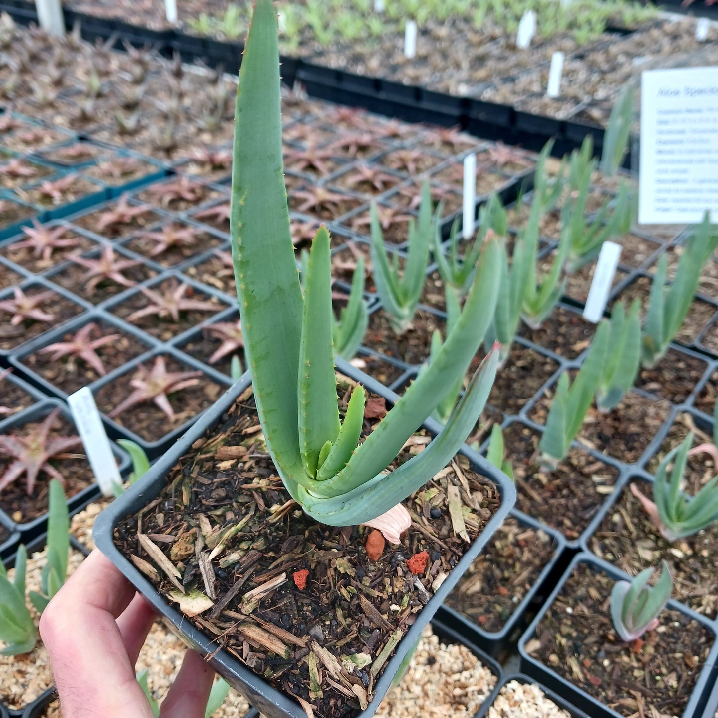 Aloe speciosa - 4in