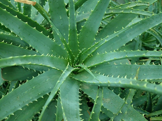Aloe x spinosissima rosette closeup
