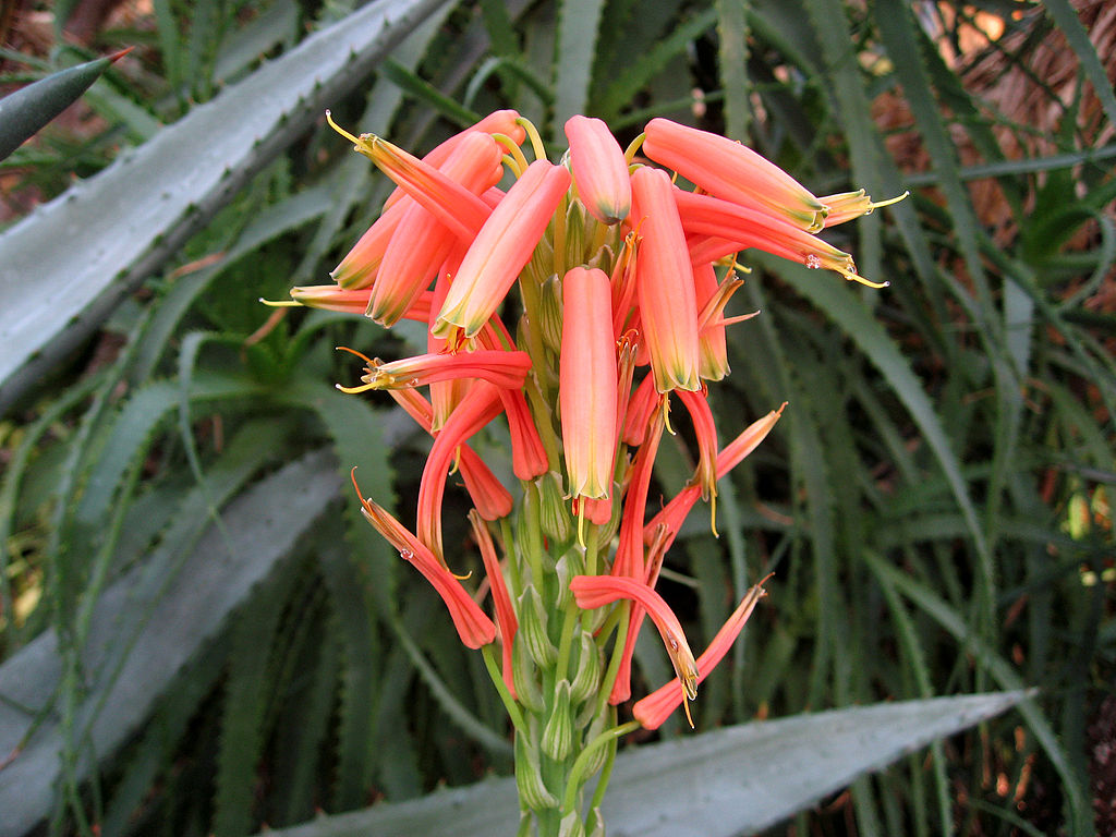 Aloe x spinosissima flower