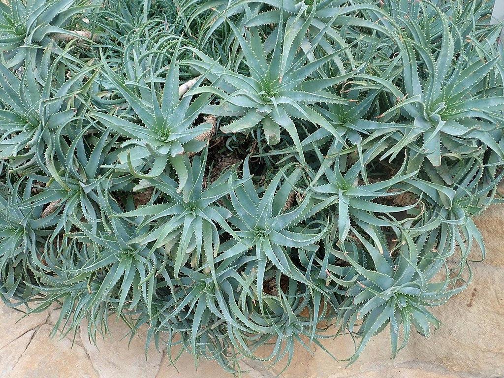 Aloe x spinosissima mature