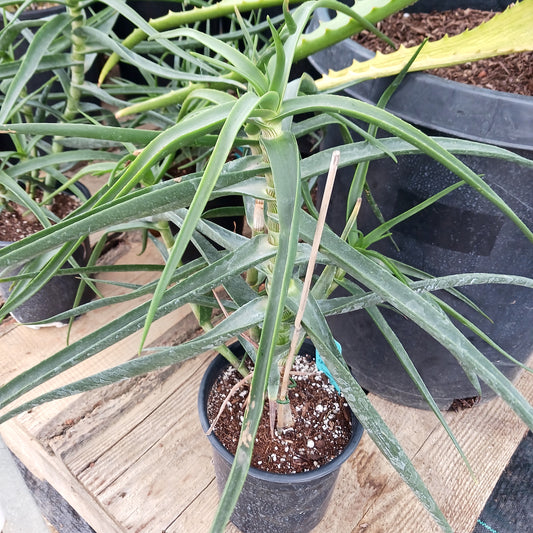 Aloe striatula in 1ga pot